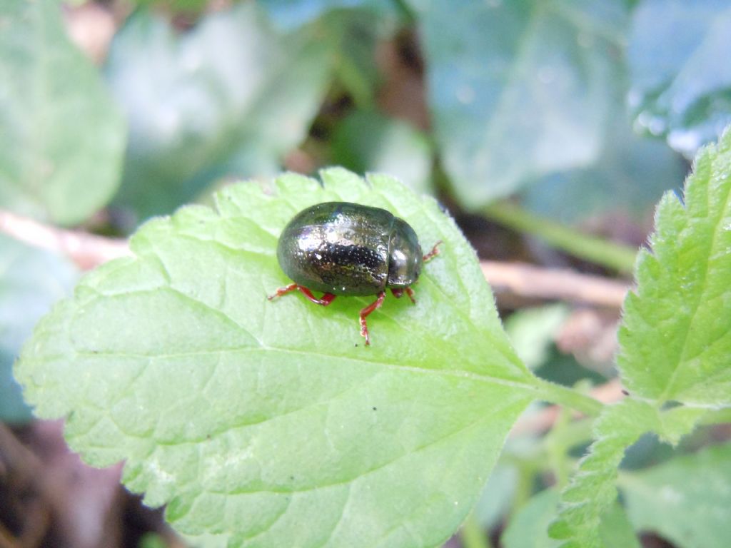 Chrysolina bankii